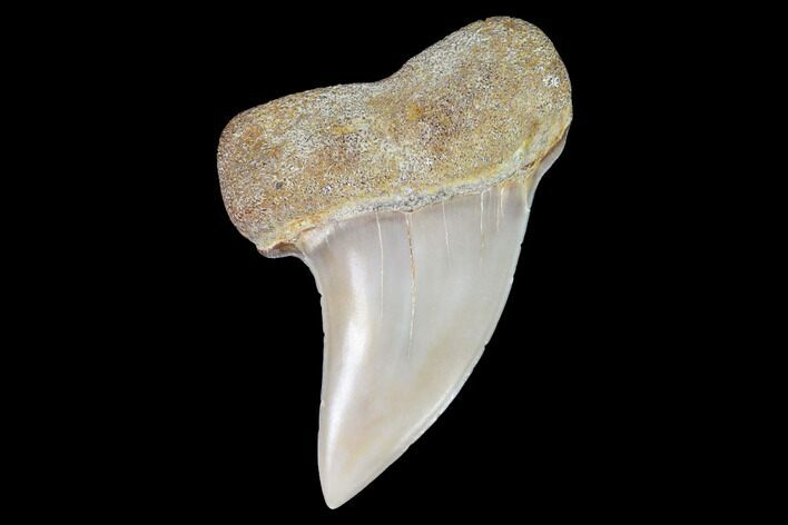 Mako Shark Tooth Fossil - Sharktooth Hill, CA #94701